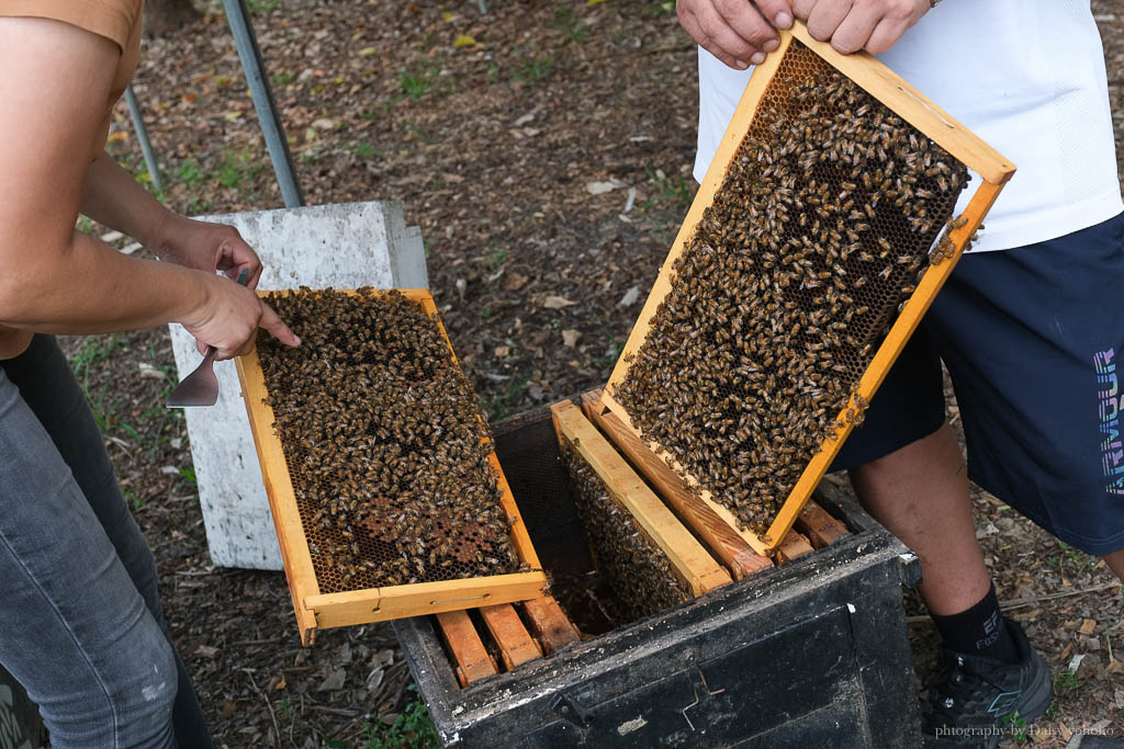 高雄阿蓮｜崗發蜂蜜養蜂人家，零距離與蜜蜂親密接觸！40年純天然蜂蜜自產自銷 @黛西優齁齁 DaisyYohoho 世界自助旅行/旅行狂/背包客/美食生活