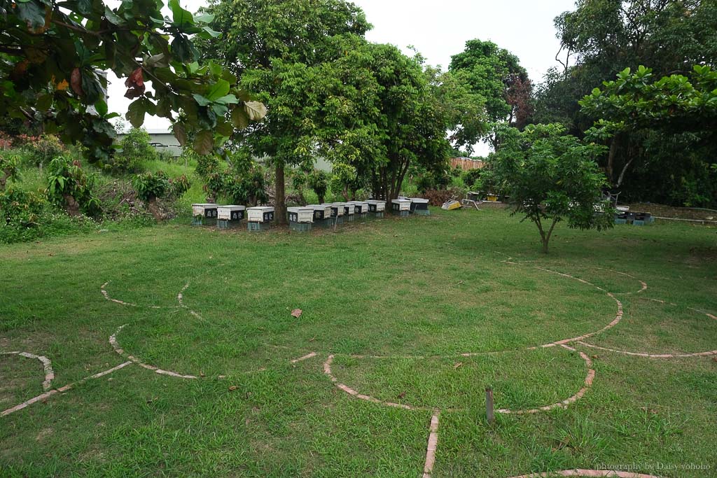 高雄阿蓮｜崗發蜂蜜養蜂人家，零距離與蜜蜂親密接觸！40年純天然蜂蜜自產自銷 @黛西優齁齁 DaisyYohoho 世界自助旅行/旅行狂/背包客/美食生活