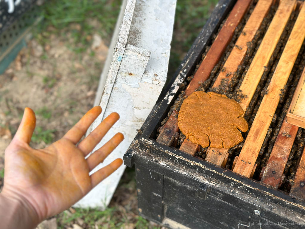 高雄阿蓮｜崗發蜂蜜養蜂人家，零距離與蜜蜂親密接觸！40年純天然蜂蜜自產自銷 @黛西優齁齁 DaisyYohoho 世界自助旅行/旅行狂/背包客/美食生活