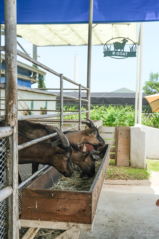 高雄橋頭親子景點「水流莊牧場」餵小羊、吃羊奶冰淇淋《羊奶失竊案》實境解謎好好玩!