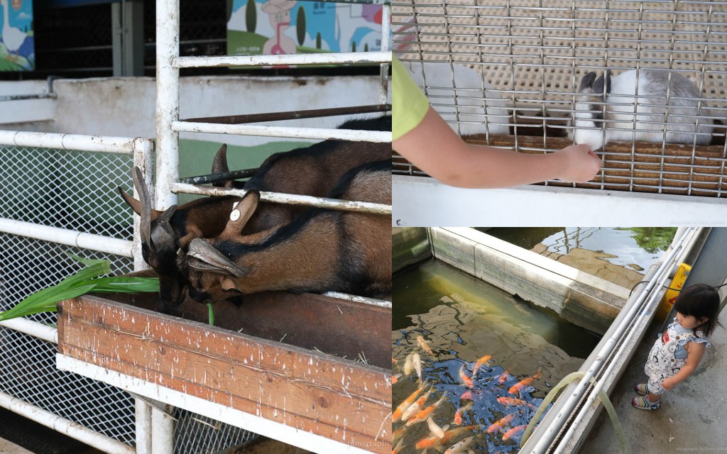 高雄橋頭親子景點「水流莊牧場」餵小羊、吃羊奶冰淇淋《羊奶失竊案》實境解謎好好玩!