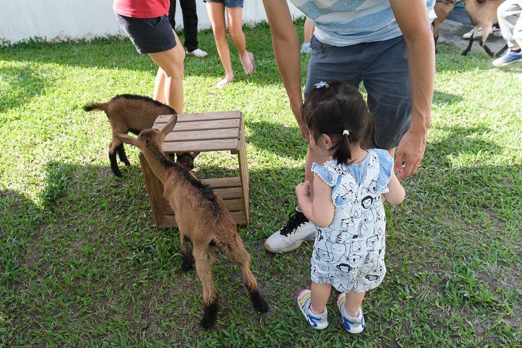 高雄橋頭親子景點「水流莊牧場」餵小羊、吃羊奶冰淇淋《羊奶失竊案》實境解謎好好玩!