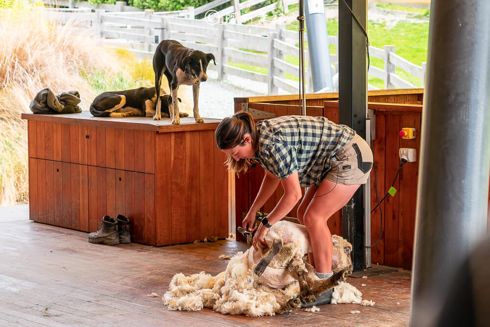 紐西蘭南島北島之旅，皇后鎮、庫克山隱士廬、毛利文化村、米佛峽灣全收錄