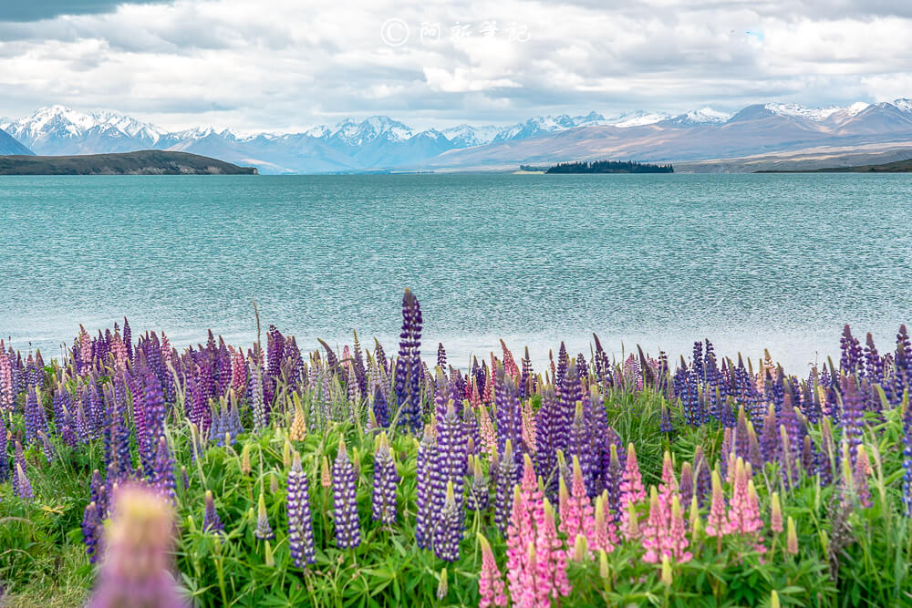 紐西蘭南島北島之旅，皇后鎮、庫克山隱士廬、毛利文化村、米佛峽灣全收錄