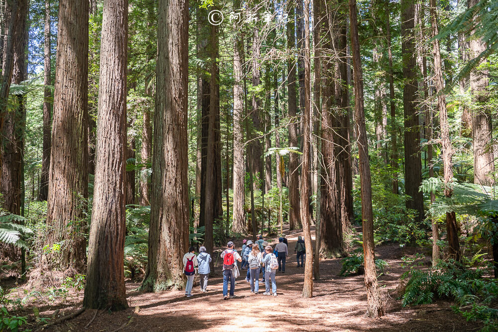 紐西蘭南島北島之旅，皇后鎮、庫克山隱士廬、毛利文化村、米佛峽灣全收錄
