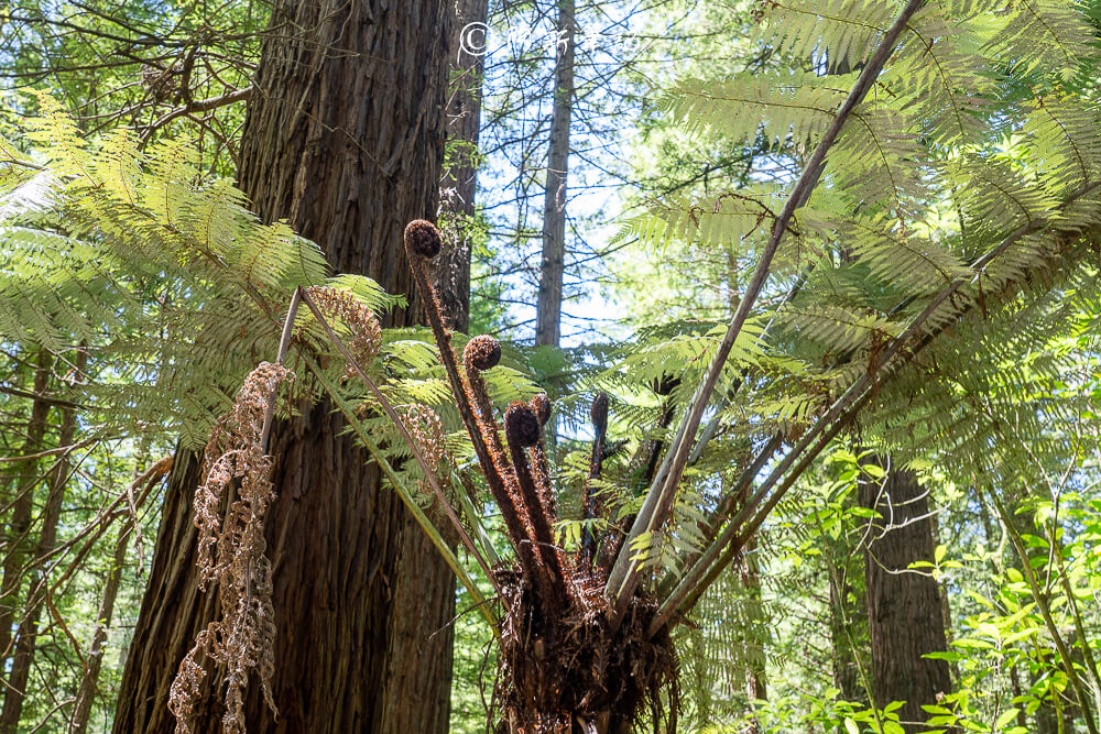 紐西蘭南島北島之旅，皇后鎮、庫克山隱士廬、毛利文化村、米佛峽灣全收錄