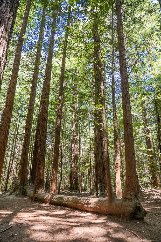 紐西蘭南島北島之旅，皇后鎮、庫克山隱士廬、毛利文化村、米佛峽灣全收錄