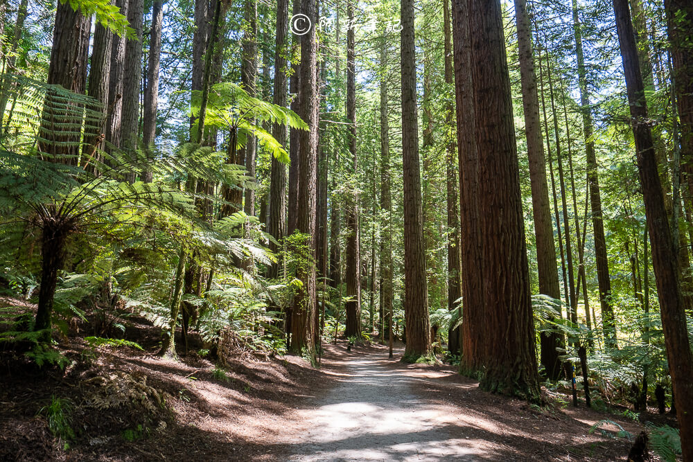 紐西蘭南島北島之旅，皇后鎮、庫克山隱士廬、毛利文化村、米佛峽灣全收錄