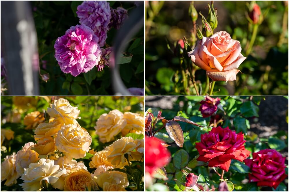 紐西蘭南島北島之旅，皇后鎮、庫克山隱士廬、毛利文化村、米佛峽灣全收錄