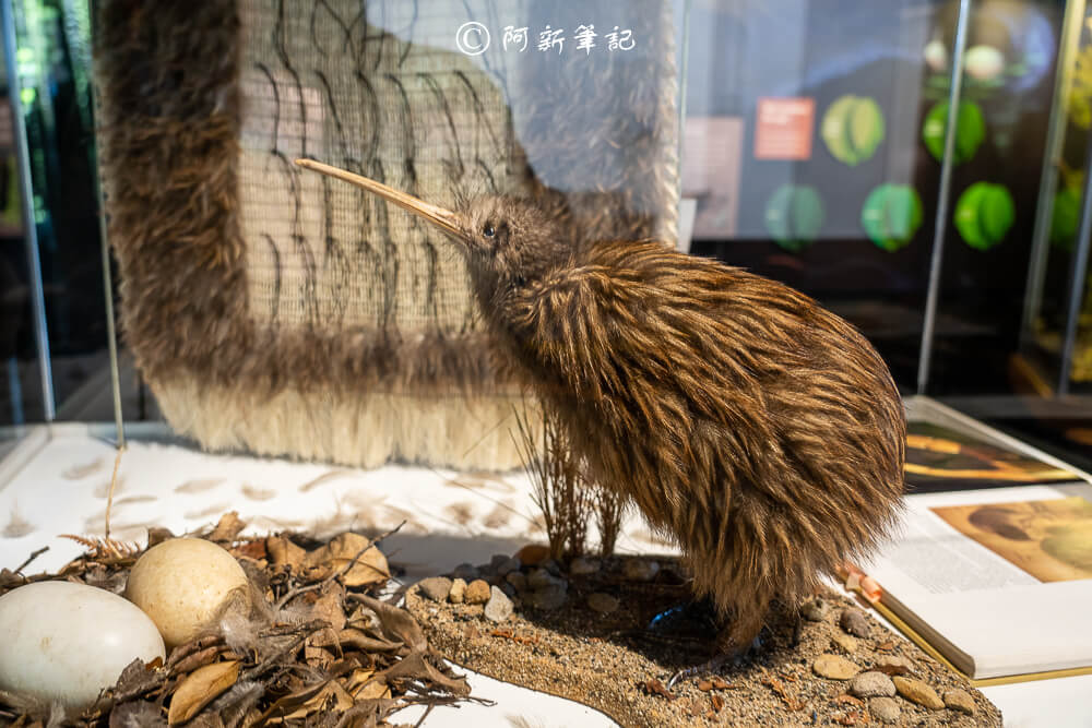 紐西蘭南島北島之旅，皇后鎮、庫克山隱士廬、毛利文化村、米佛峽灣全收錄