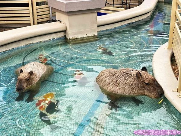 泰國曼谷．巧克力村 Chocolate Ville