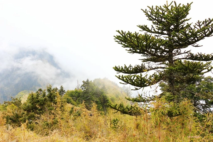 【百岳】玉山前峰(二刷)一日單攻《 3個小隊友(3歲7歲 【百岳】玉山前峰(二刷)一日單攻《 3個小隊友(3歲7歲