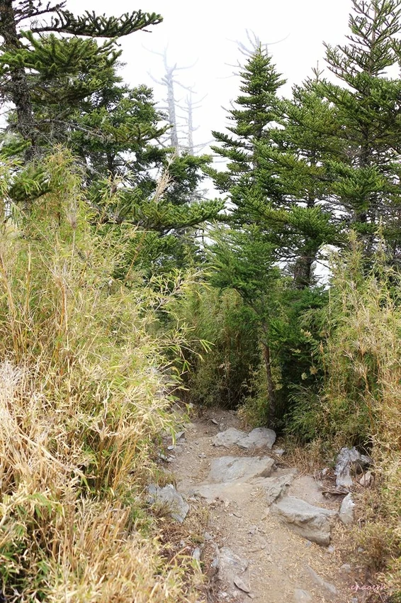 【百岳】玉山前峰(二刷)一日單攻《 3個小隊友(3歲7歲 【百岳】玉山前峰(二刷)一日單攻《 3個小隊友(3歲7歲