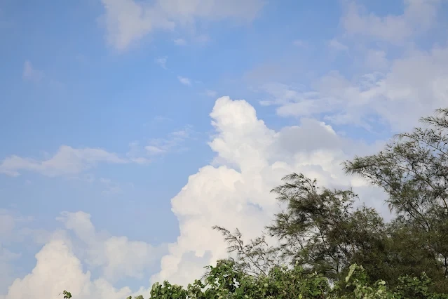 新屋濱海林蔭沙洲 (西濱公路) 新屋濱海林蔭沙洲 (西濱公路)