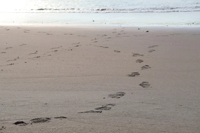 新屋濱海林蔭沙洲 (西濱公路) 新屋濱海林蔭沙洲 (西濱公路)
