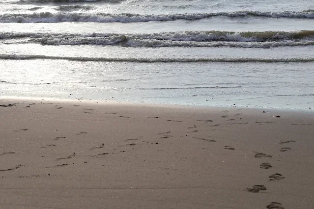 新屋濱海林蔭沙洲 (西濱公路) 新屋濱海林蔭沙洲 (西濱公路)