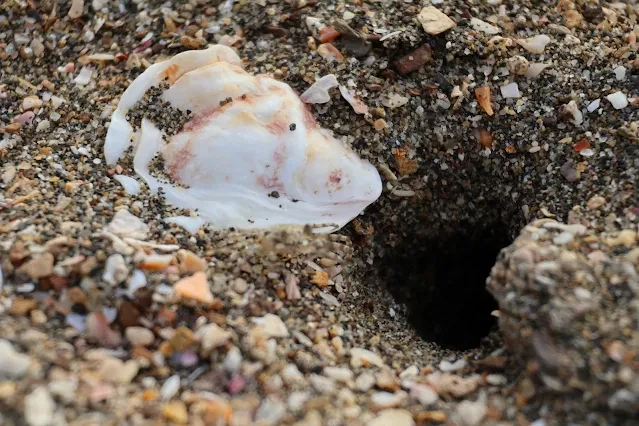 新屋濱海林蔭沙洲 (西濱公路) - 貝殼 - 螃蟹 新屋濱海林蔭沙洲 (西濱公路) - 貝殼 - 螃蟹