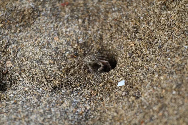 新屋濱海林蔭沙洲 (西濱公路) - 螃蟹 新屋濱海林蔭沙洲 (西濱公路) - 螃蟹