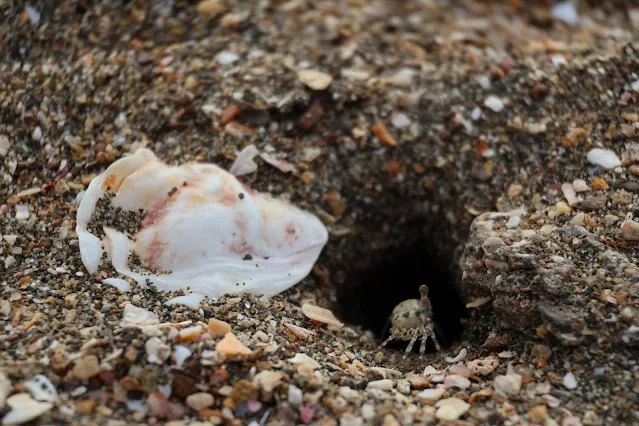 新屋濱海林蔭沙洲 (西濱公路) - 貝殼 - 螃蟹 新屋濱海林蔭沙洲 (西濱公路) - 貝殼 - 螃蟹