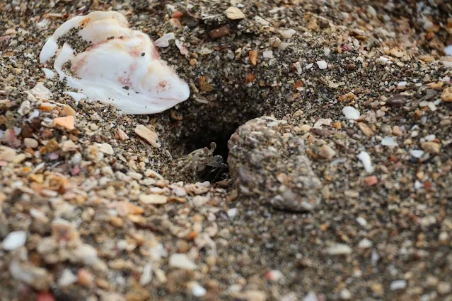 新屋濱海林蔭沙洲 (西濱公路) - 貝殼 - 螃蟹 新屋濱海林蔭沙洲 (西濱公路) - 貝殼 - 螃蟹