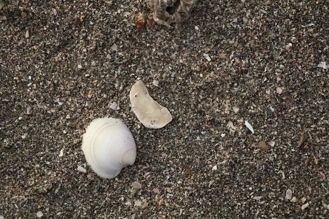 新屋濱海林蔭沙洲 (西濱公路) - 貝殼 新屋濱海林蔭沙洲 (西濱公路) - 貝殼