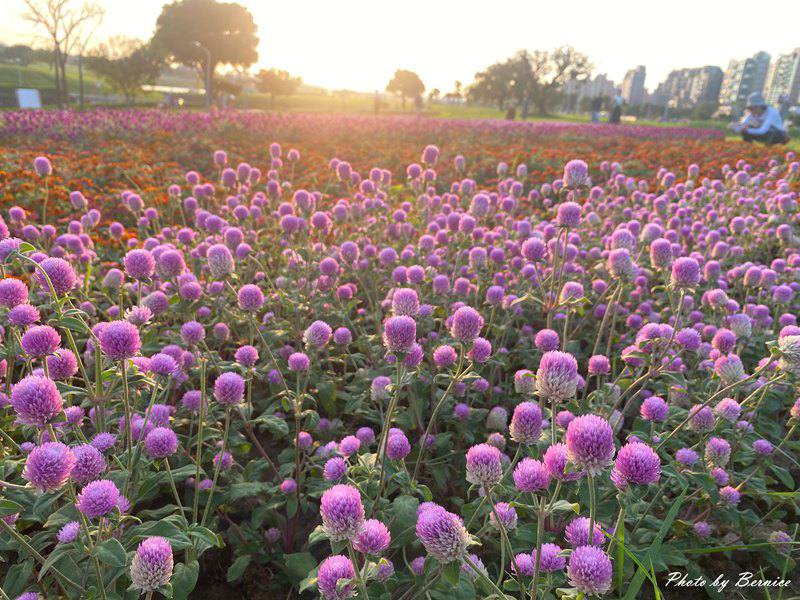 美堤河濱公園5萬盆繽紛花海現主時盛開中 賞味期限至10月底 @Bernice的隨手筆記