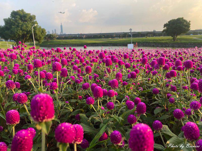 美堤河濱公園5萬盆繽紛花海現主時盛開中 賞味期限至10月底 @Bernice的隨手筆記
