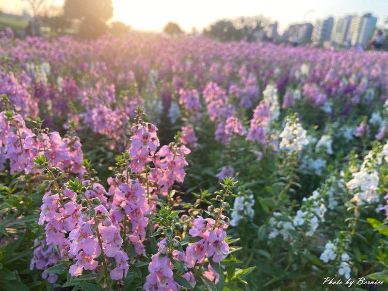 美堤河濱公園5萬盆繽紛花海現主時盛開中 賞味期限至10月底 @Bernice的隨手筆記