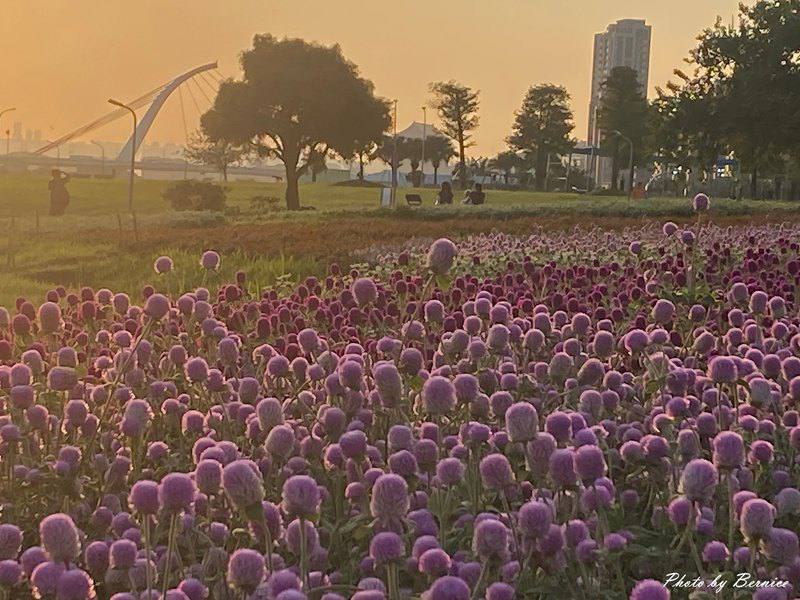 美堤河濱公園5萬盆繽紛花海現主時盛開中 賞味期限至10月底 @Bernice的隨手筆記