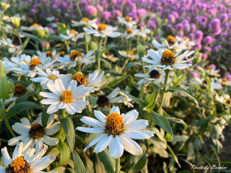 美堤河濱公園5萬盆繽紛花海現主時盛開中 賞味期限至10月底 @Bernice的隨手筆記