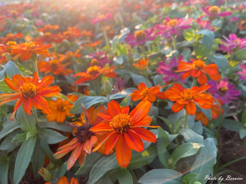 美堤河濱公園5萬盆繽紛花海現主時盛開中 賞味期限至10月底 @Bernice的隨手筆記