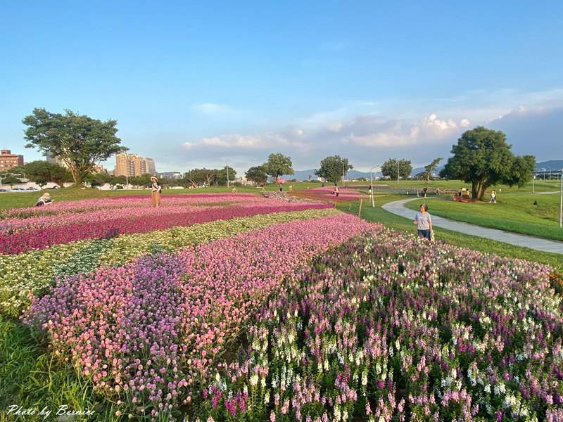 美堤河濱公園5萬盆繽紛花海現主時盛開中 賞味期限至10月底 @Bernice的隨手筆記