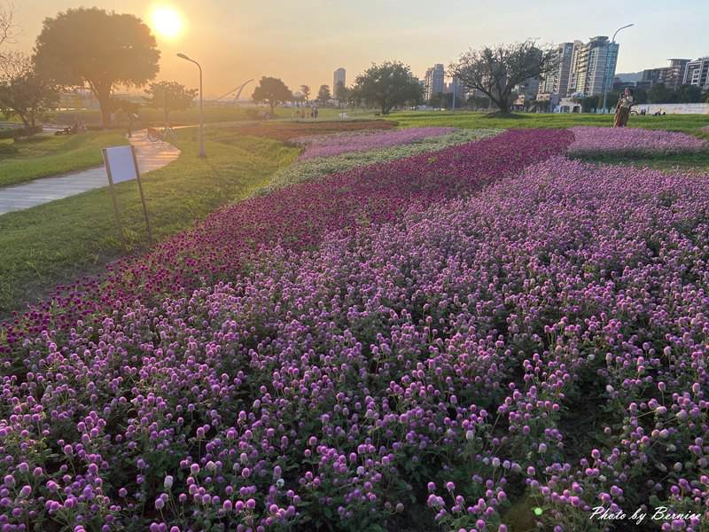 美堤河濱公園5萬盆繽紛花海現主時盛開中 賞味期限至10月底 @Bernice的隨手筆記