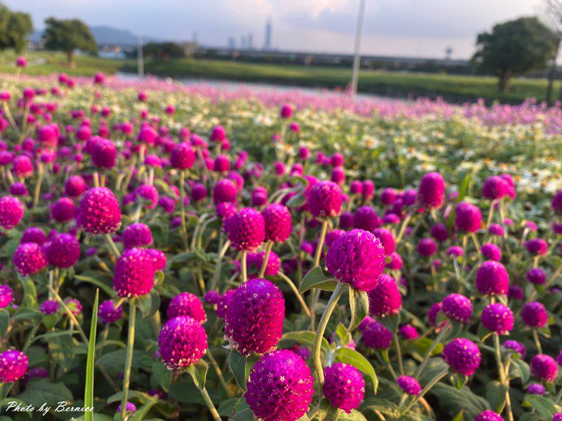 美堤河濱公園5萬盆繽紛花海現主時盛開中 賞味期限至10月底 @Bernice的隨手筆記