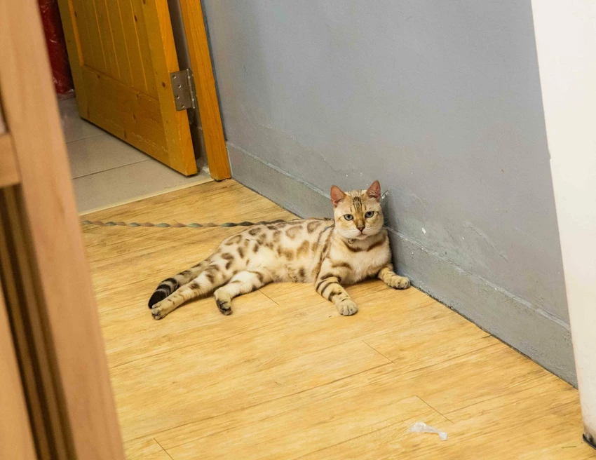 花蓮隱藏版美食！勝一生魚片兩倍厚切生魚片，內行人都推高CP值美食。