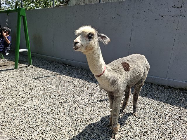 南投親子景點推薦!水與松萌萌園零距離與水豚互動,週末就來這放電。