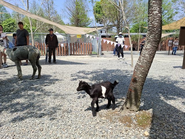 南投親子景點推薦!水與松萌萌園零距離與水豚互動,週末就來這放電。