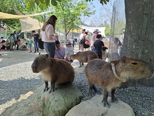 南投親子景點推薦!水與松萌萌園零距離與水豚互動,週末就來這放電。