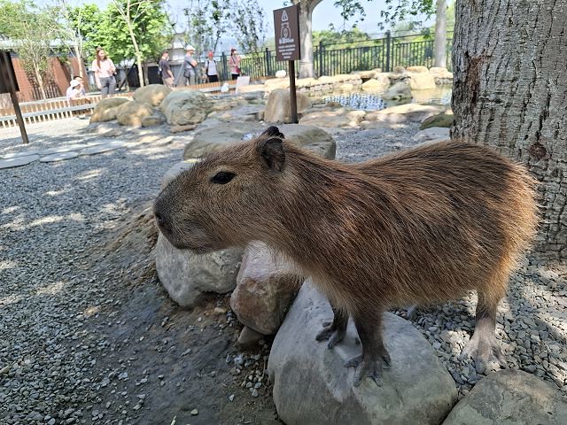 南投親子景點推薦!水與松萌萌園零距離與水豚互動,週末就來這放電。