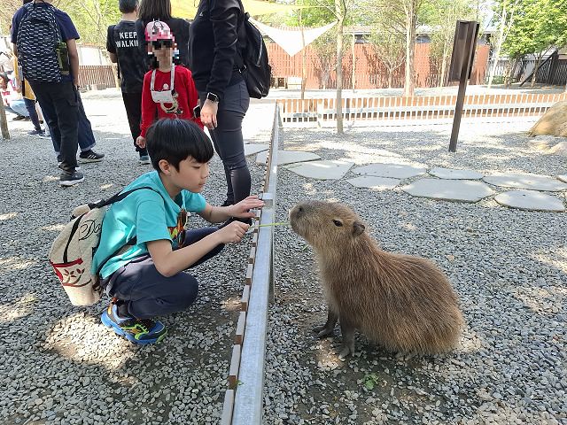南投親子景點推薦!水與松萌萌園零距離與水豚互動,週末就來這放電。