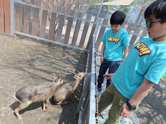 南投親子景點推薦!水與松萌萌園零距離與水豚互動,週末就來這放電。