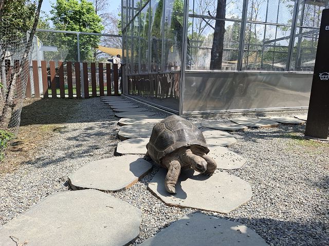 南投親子景點推薦!水與松萌萌園零距離與水豚互動,週末就來這放電。