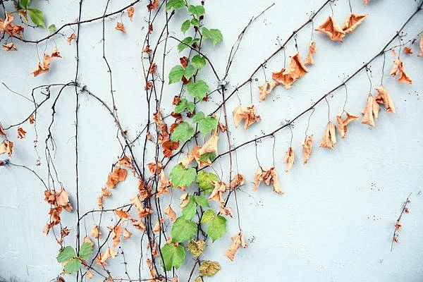 高雄新興區巷弄美食！逍遙園旁老屋改造魚&吉咖啡廳，清爽不膩口的特調拌麵。