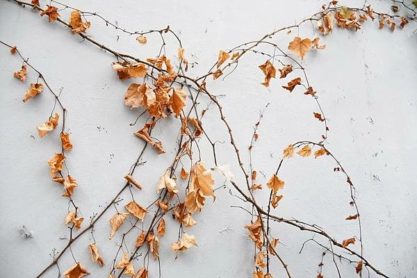 高雄新興區巷弄美食！逍遙園旁老屋改造魚&吉咖啡廳，清爽不膩口的特調拌麵。