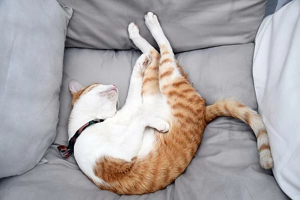 高雄新興區巷弄美食！逍遙園旁老屋改造魚&吉咖啡廳，清爽不膩口的特調拌麵。