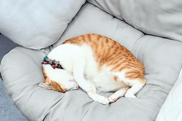 高雄新興區巷弄美食！逍遙園旁老屋改造魚&吉咖啡廳，清爽不膩口的特調拌麵。