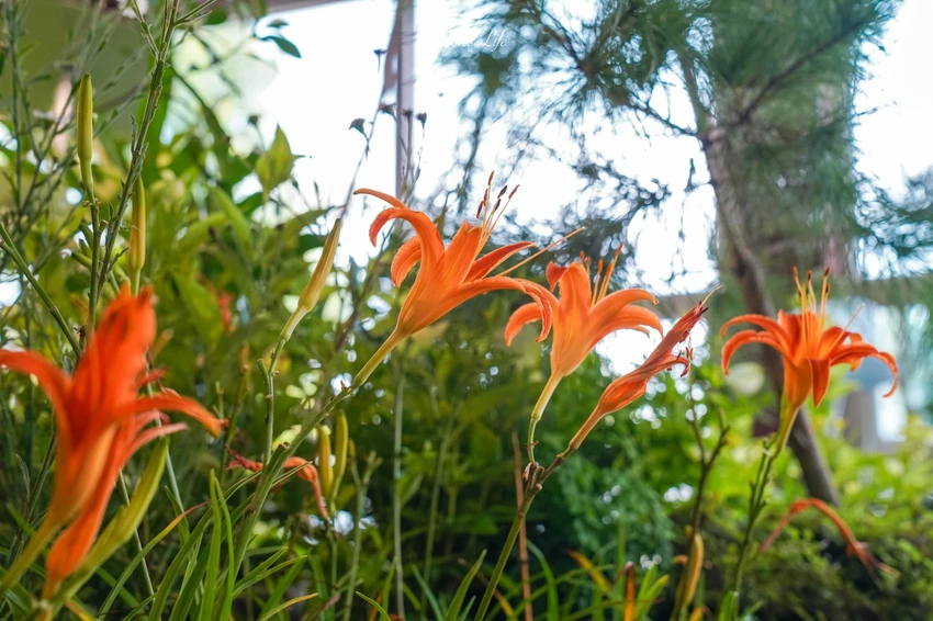 2025台灣設計展!彰南田尾展區亮點、交通接駁、必拍打卡景點攻略全搞定。