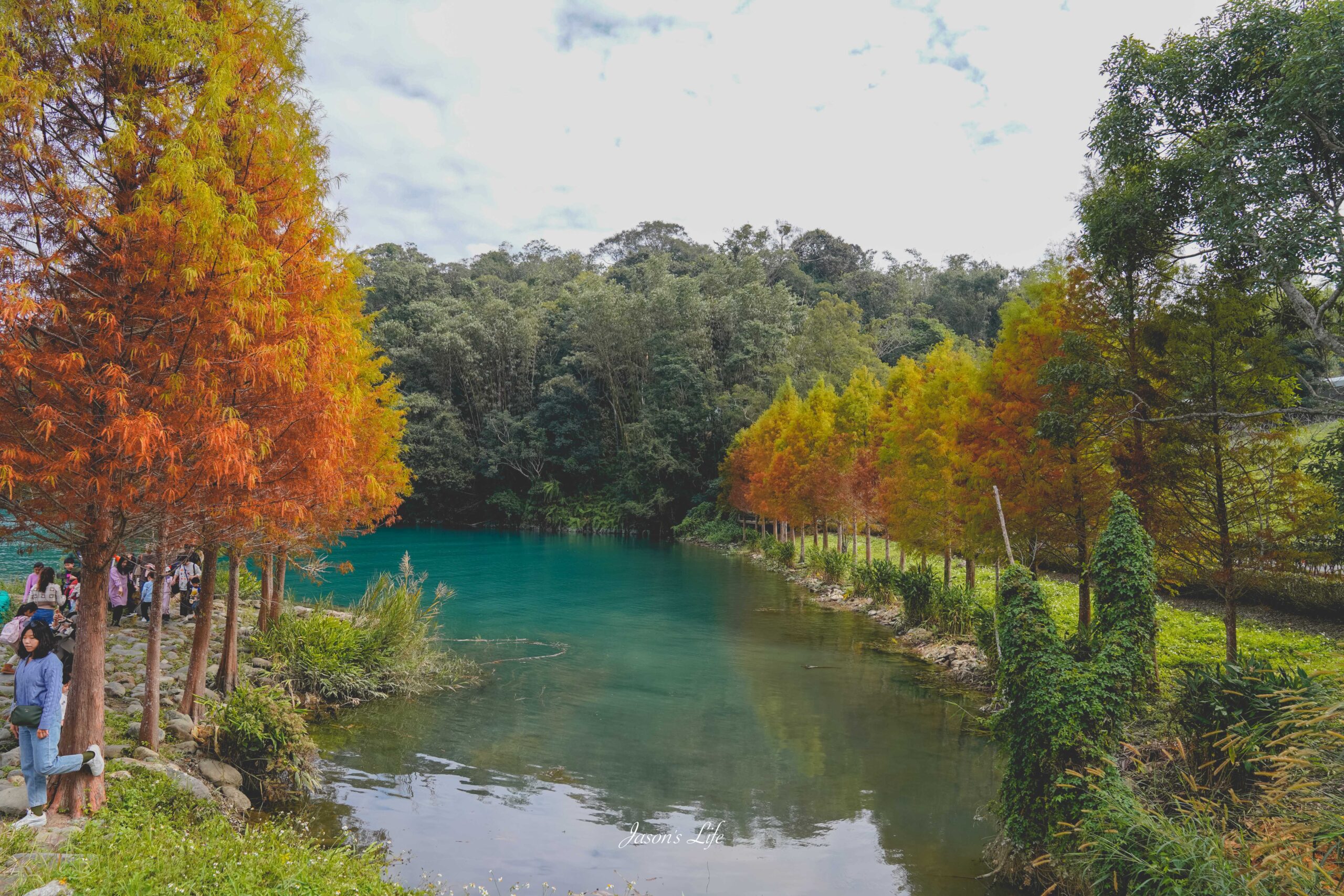 向山遊客中心落羽松紅了,日月潭湖光山色相伴,冬季限定景色超美