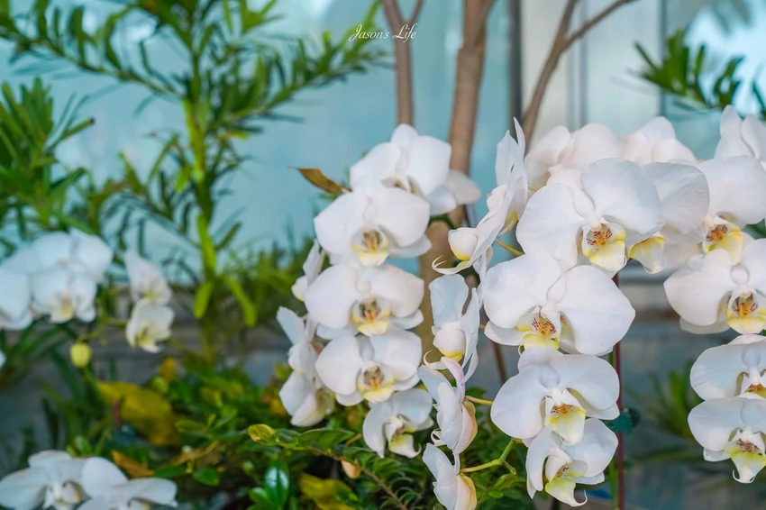 2025台灣設計展!彰南田尾展區亮點、交通接駁、必拍打卡景點攻略全搞定。