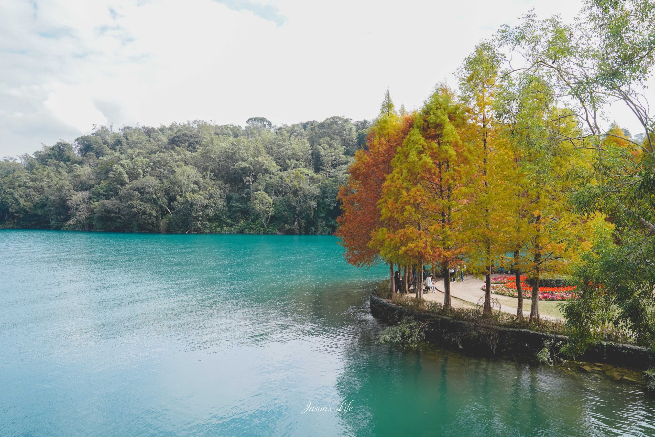 向山遊客中心落羽松紅了,日月潭湖光山色相伴,冬季限定景色超美